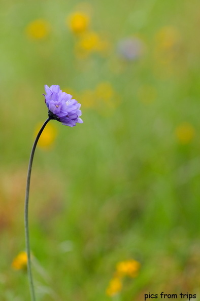 purple wildflowers2010d11c011.jpg